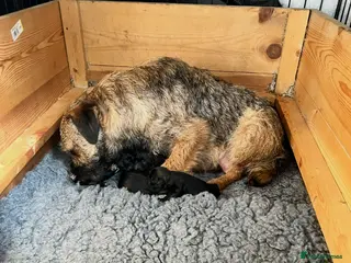 Border Terrier dogs Border Terrier Puppiee - Advert 2