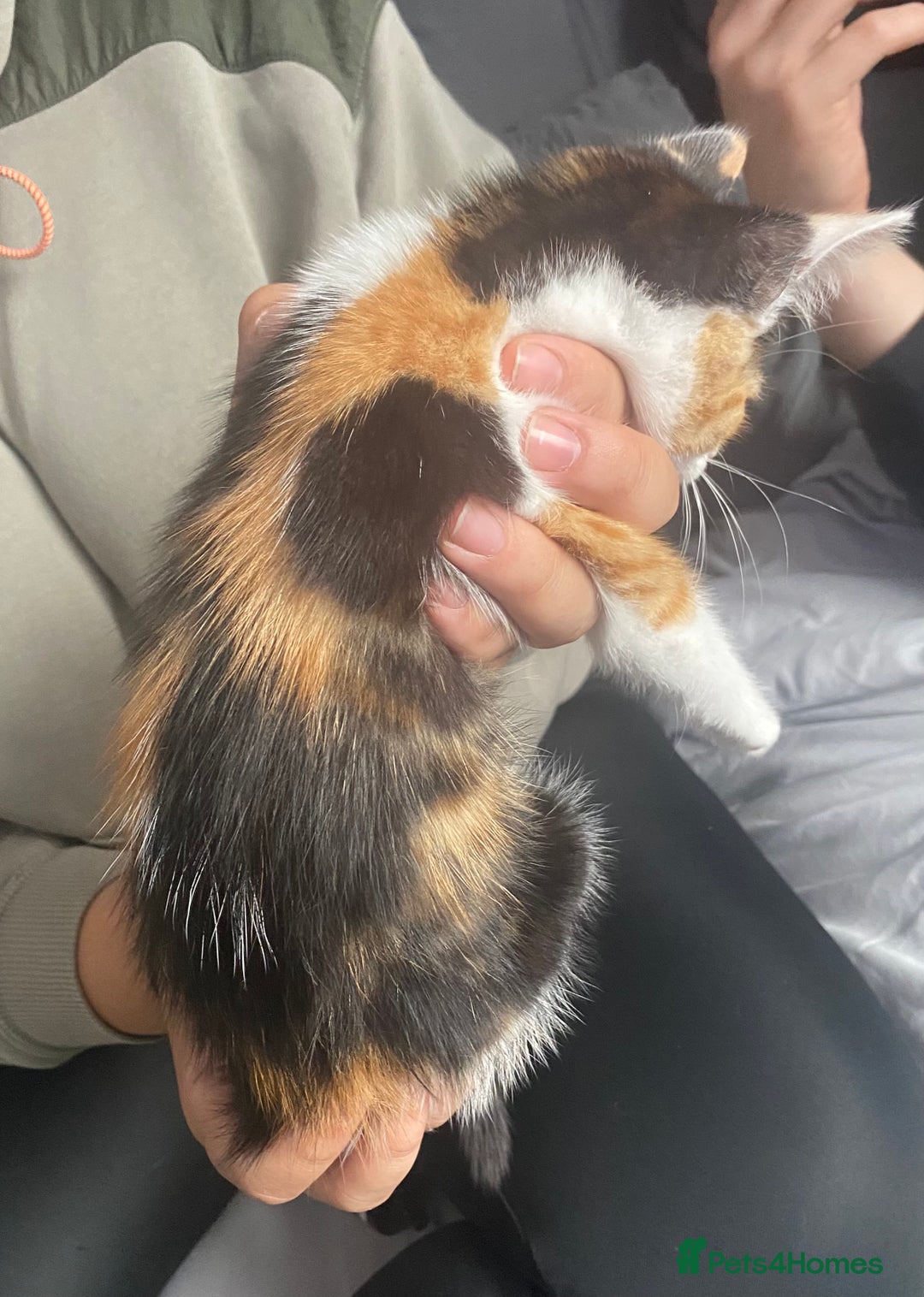 Mixed Breed cats for sale: 10 weeks old kittens ready to leave  - Image 7
