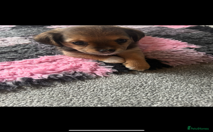 Chorkie dogs - Advert 1