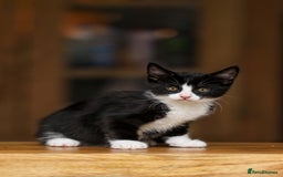 Maine Coon cats for sale: Beautiful Maine Coon X Kittens - Image 2