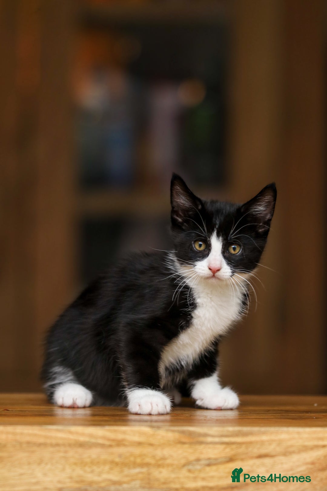 Maine Coon cats for sale: Beautiful Maine Coon X Kittens - Image 2