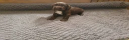 Cocker Spaniel dogs for sale: KC registered working Cocker Spaniels  in Hereford - Advert 11
