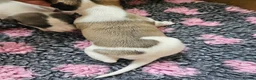 Whippet dogs for sale: Outstanding kc whippet - Advert 13