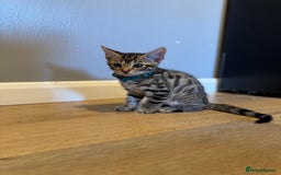 Bengal cats for sale: Ava’s Finest Pure Bengals, THREE Kittens Left. . . in Northampton - Image 17