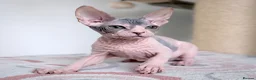 Sphynx cats for sale: Donskoy Tica pedigree  - Advert 4