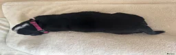 Mixed Breed dogs for sale: 5 Beautiful Bordernese Puppies  - Advert 21
