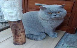 British Shorthair cats for stud: Gccf Active Lilac Stud Blood B NO LH in Manchester - Image 7