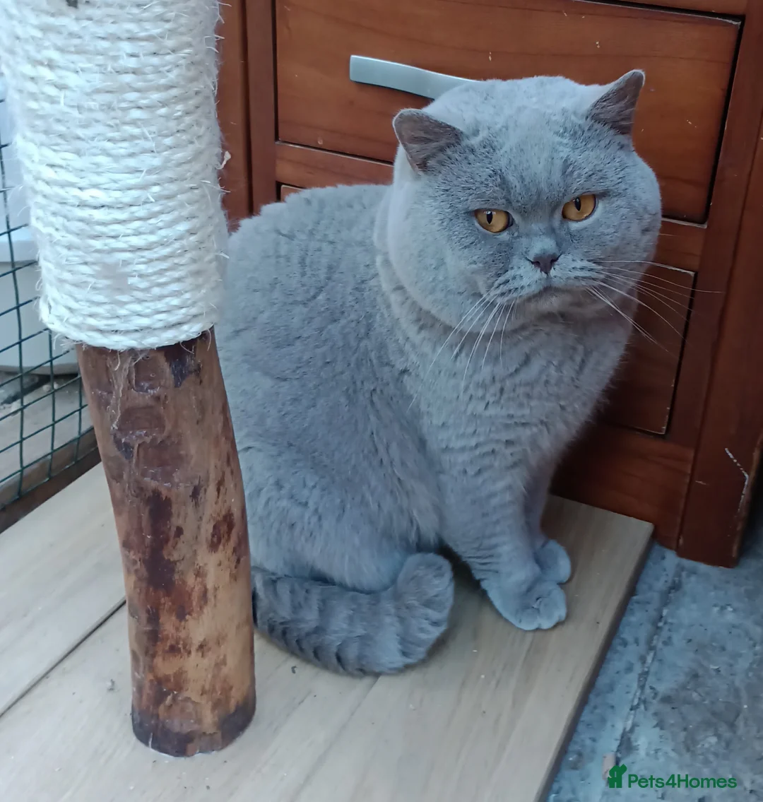 British Shorthair cats for stud: Gccf Studs Blue Lilac Blue White bi Cream White   in Manchester - Advert 4