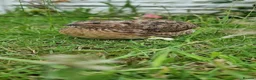 Quail poultry for sale: 🐣 Live Coturnix Jumbo Quail for Sale 🐣 - Advert 7