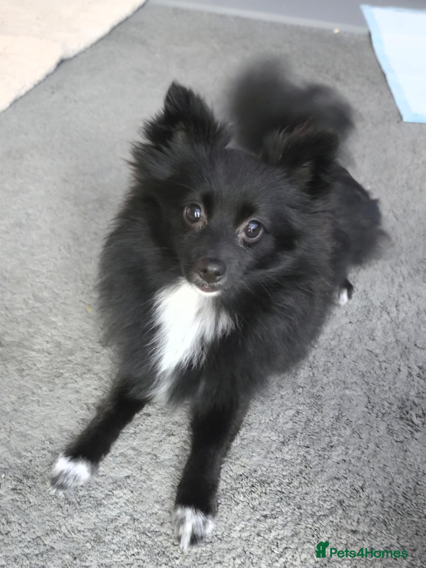 Pomeranian dogs 8 month black pomeranian girl teddybear / fox face - Advert 1