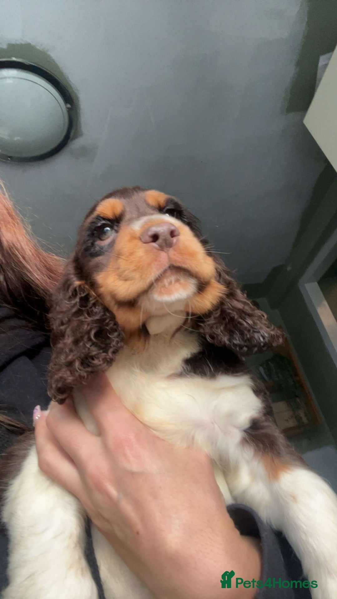 Cocker Spaniel dogs for sale: Chocolate Roan & Tan Cocker Spaniel Puppies - Advert 31