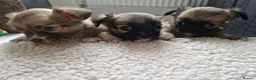 Chihuahua dogs for sale: Chihuahua puppy's  - Advert 33