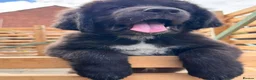 Tibetan Mastiff dogs for sale: Stunning Tibetan Saint Puppies - Ready to go! - Advert 31
