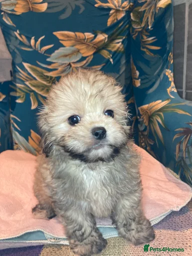 Gallery Image {{count}}