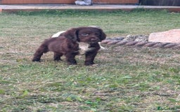 Cocker Spaniel dogs for sale: Cocker spaniel puppies🤩 - Image 1