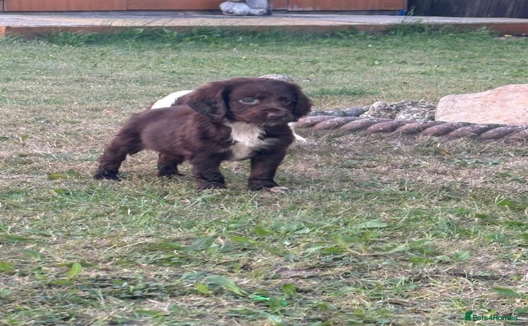 Cocker Spaniel dogs - Advert 6