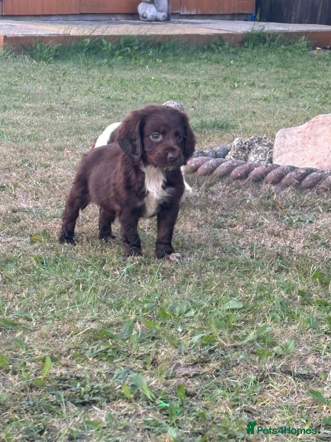 Cocker Spaniel dogs for sale: Cocker spaniel puppies🤩 - Image 1