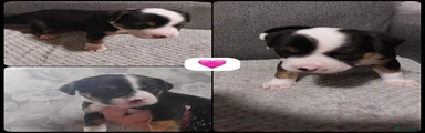 Mixed Breed 5