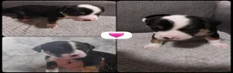 Mixed Breed dogs for sale: Olde tyme bulldog border collie cross puppies  - Advert 6