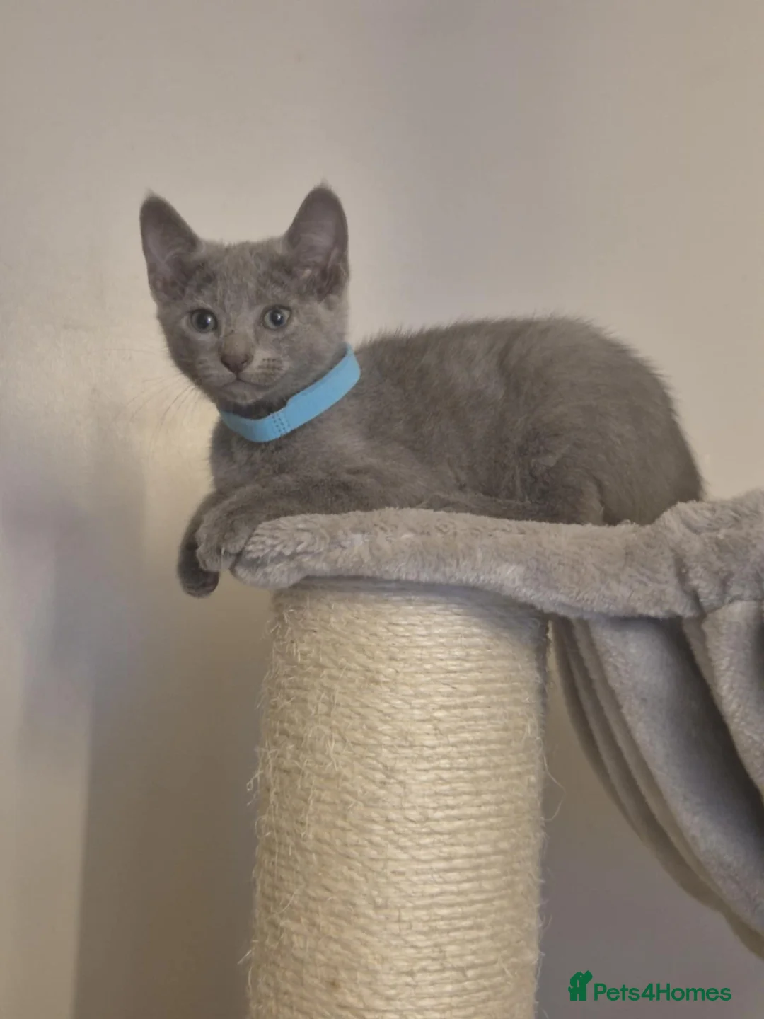 Russian Blue cats for sale: Beautiful Russian Blue Boy for Sale - Advert 5