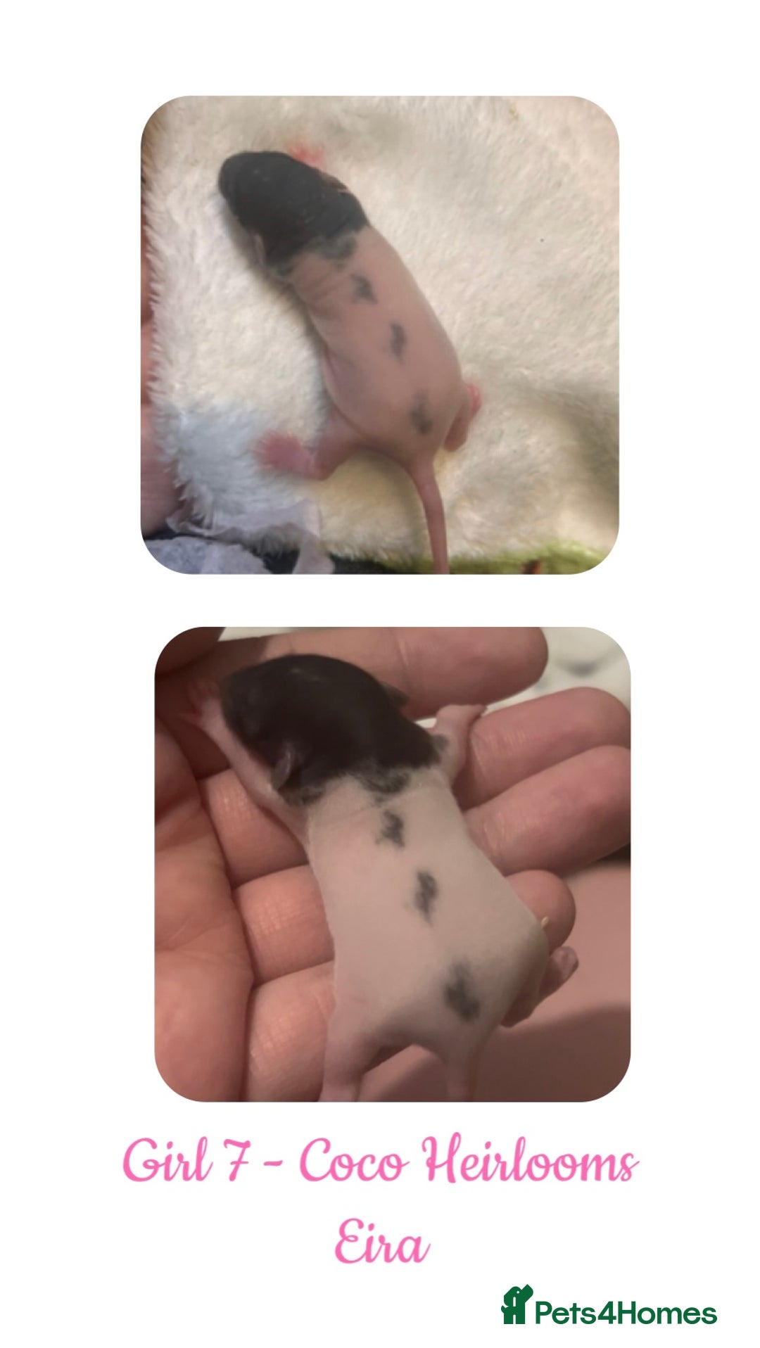Rat rodents for sale: Beautiful Baby Rats  - Advert 7