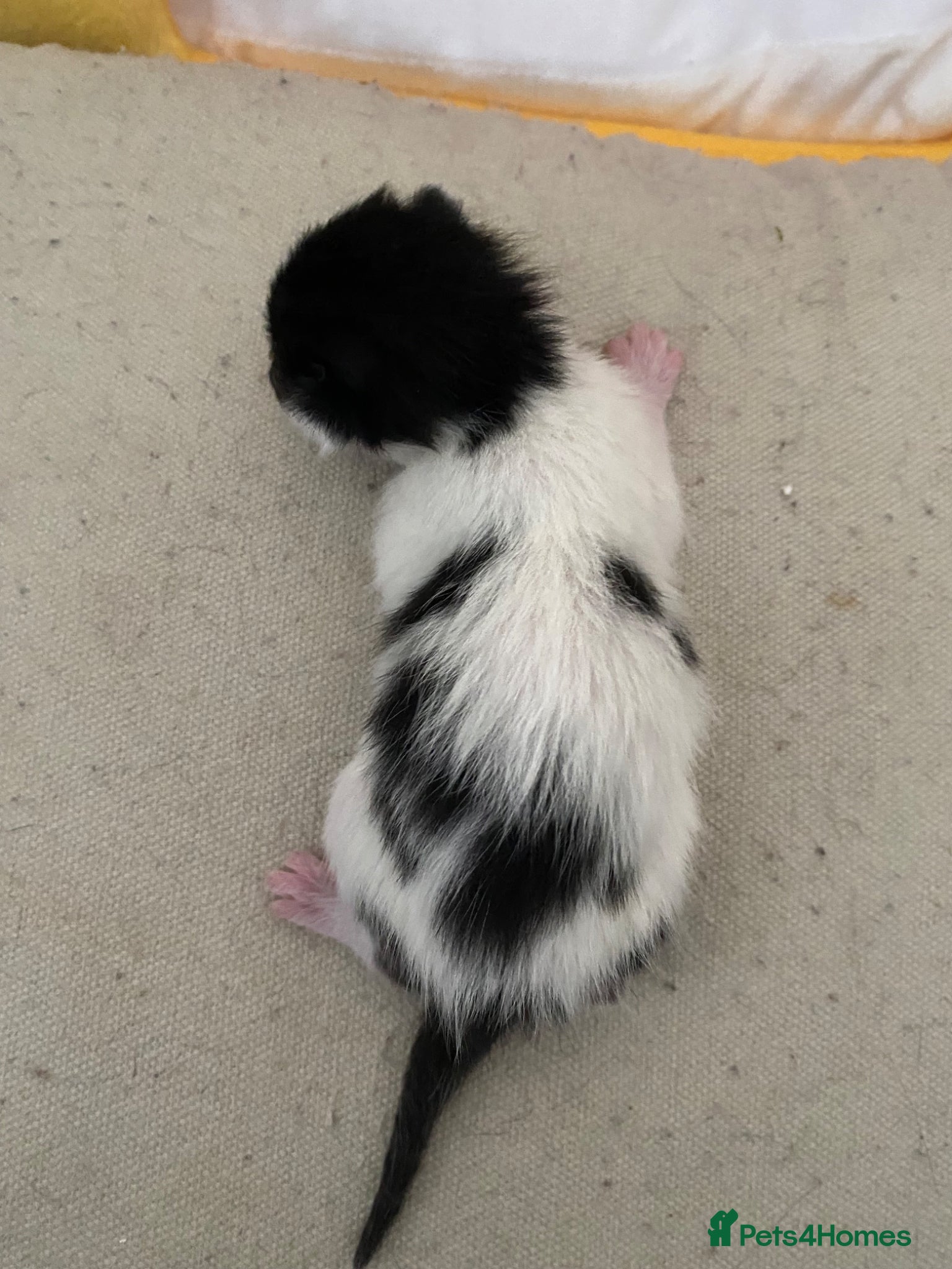 Mixed Breed cats for sale: 6 beautiful kittens - Advert 3