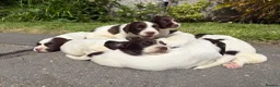 English Springer Spaniel dogs for sale: Working Line Liver And White Springer Spaniels - Advert 36