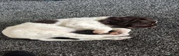 English Springer Spaniel dogs for sale: English springer spaniel boy - Advert 5