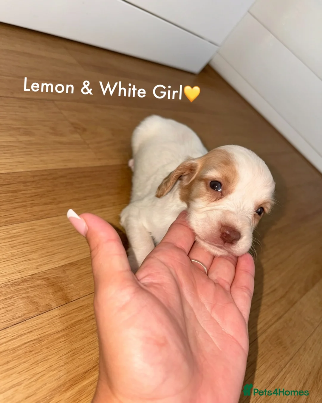 Cocker Spaniel dogs for sale: Cocker spaniel puppy’s  - Advert 2