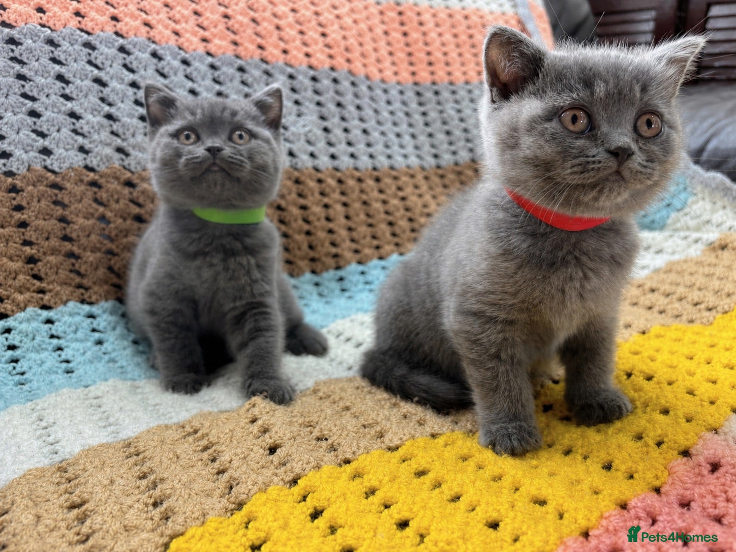 British Shorthair cats 🐾 Beautiful British Shorthair Kittens Available - Advert 1