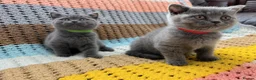British Shorthair cats for sale: 🐾 Beautiful British Shorthair Kittens Available - Advert 1