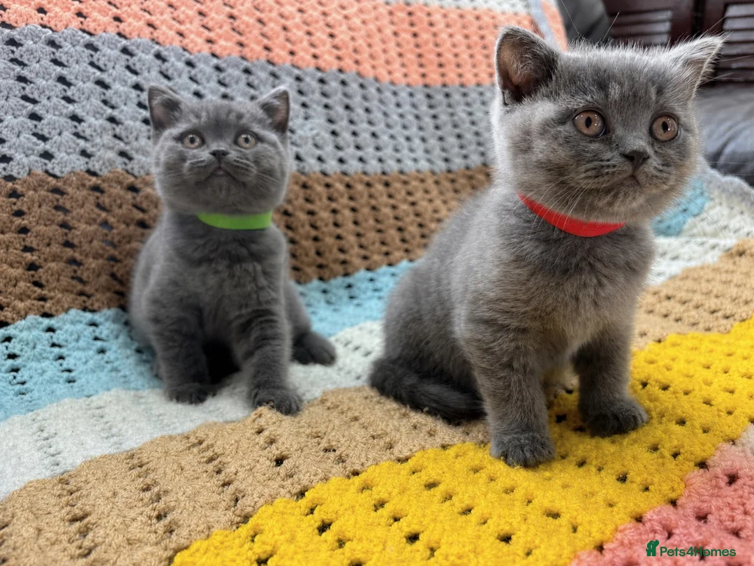British Shorthair cats for sale: 🐾 Beautiful British Shorthair Kittens Available - Advert 1