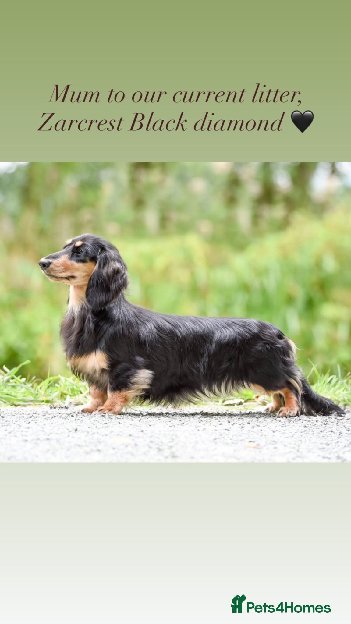 Miniature Dachshund dogs PRA clear 🐶KC miniature Long haired Dachshunds 🐶 - Advert 1