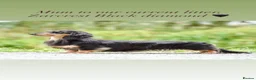 Miniature Dachshund dogs for sale: PRA clear 🐶KC miniature Long haired Dachshunds 🐶 - Advert 1