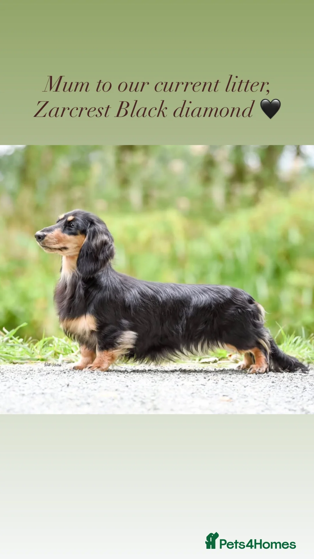 Miniature Dachshund dogs for sale: PRA clear 🐶KC miniature Long haired Dachshunds 🐶 - Advert 1