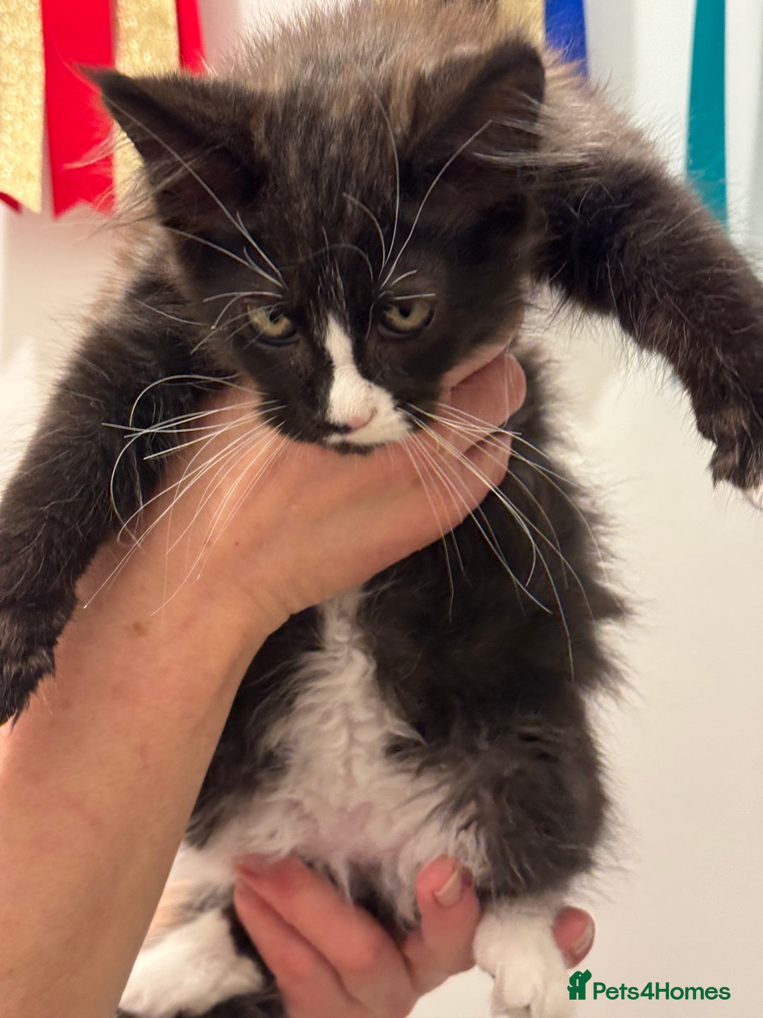 Maine Coon cats for sale: Gorgeous Maine Coon Girl by Gr. Champions For Sale - Advert 2