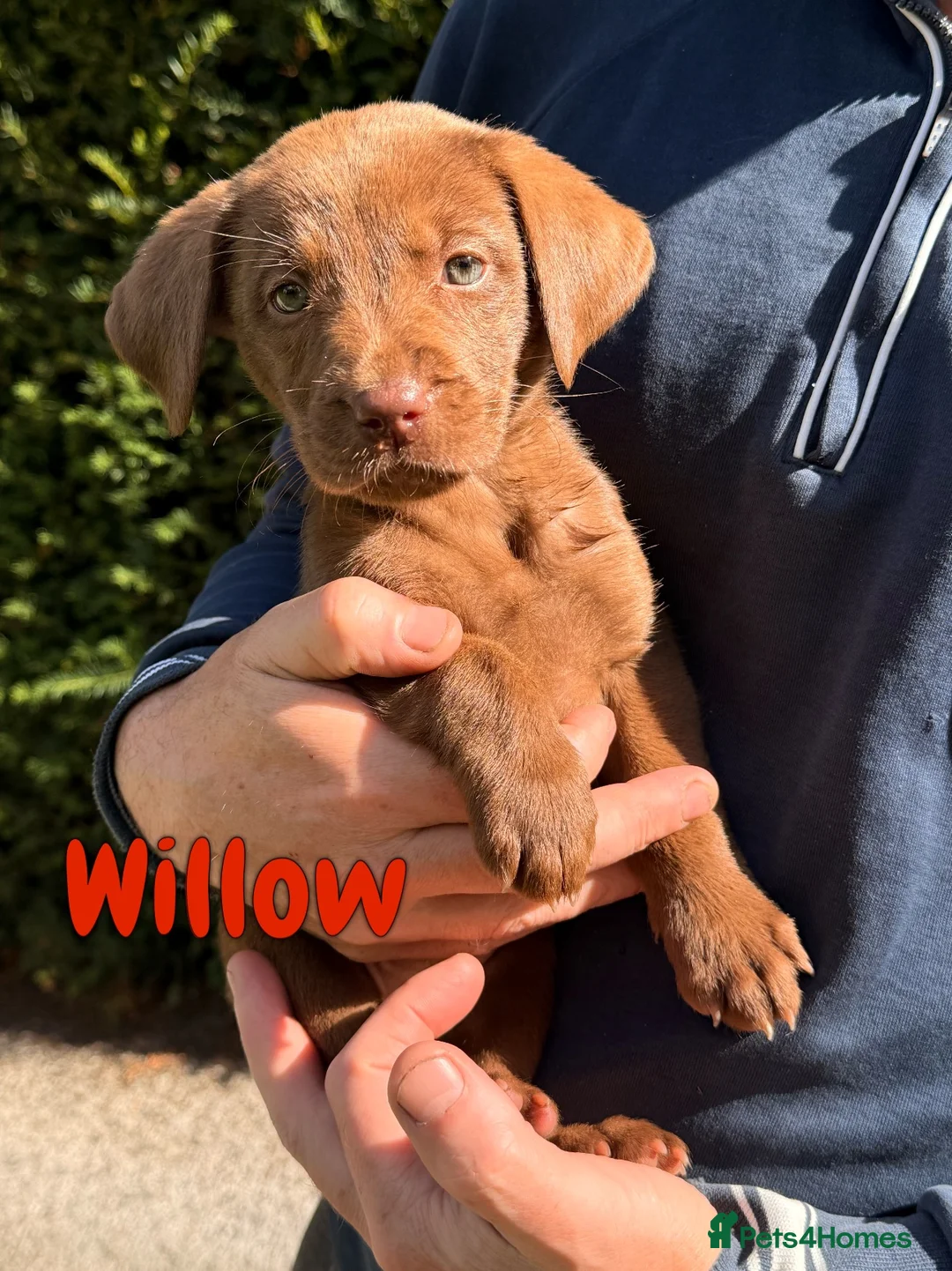 Labrador Retriever dogs for sale: Beautiful Working Labrador Puppies ready now! - Advert 10