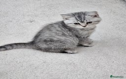 British Shorthair cats for sale: British shothair kittens  - Image 3