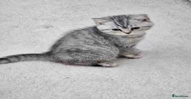 British Shorthair cats - Advert 2
