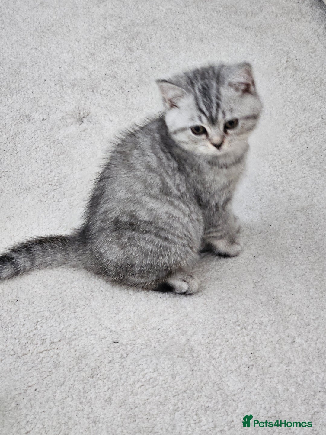 British Shorthair cats for sale: British shothair kittens  - Image 3