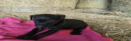 Patterdale Terrier dogs for sale: Patterdale Terriers  - Advert 24