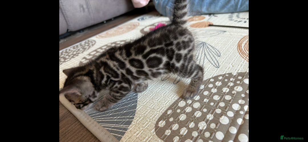 Bengal cats for sale: 4 Rare Tica Registered Bengal Kittens - Image 17