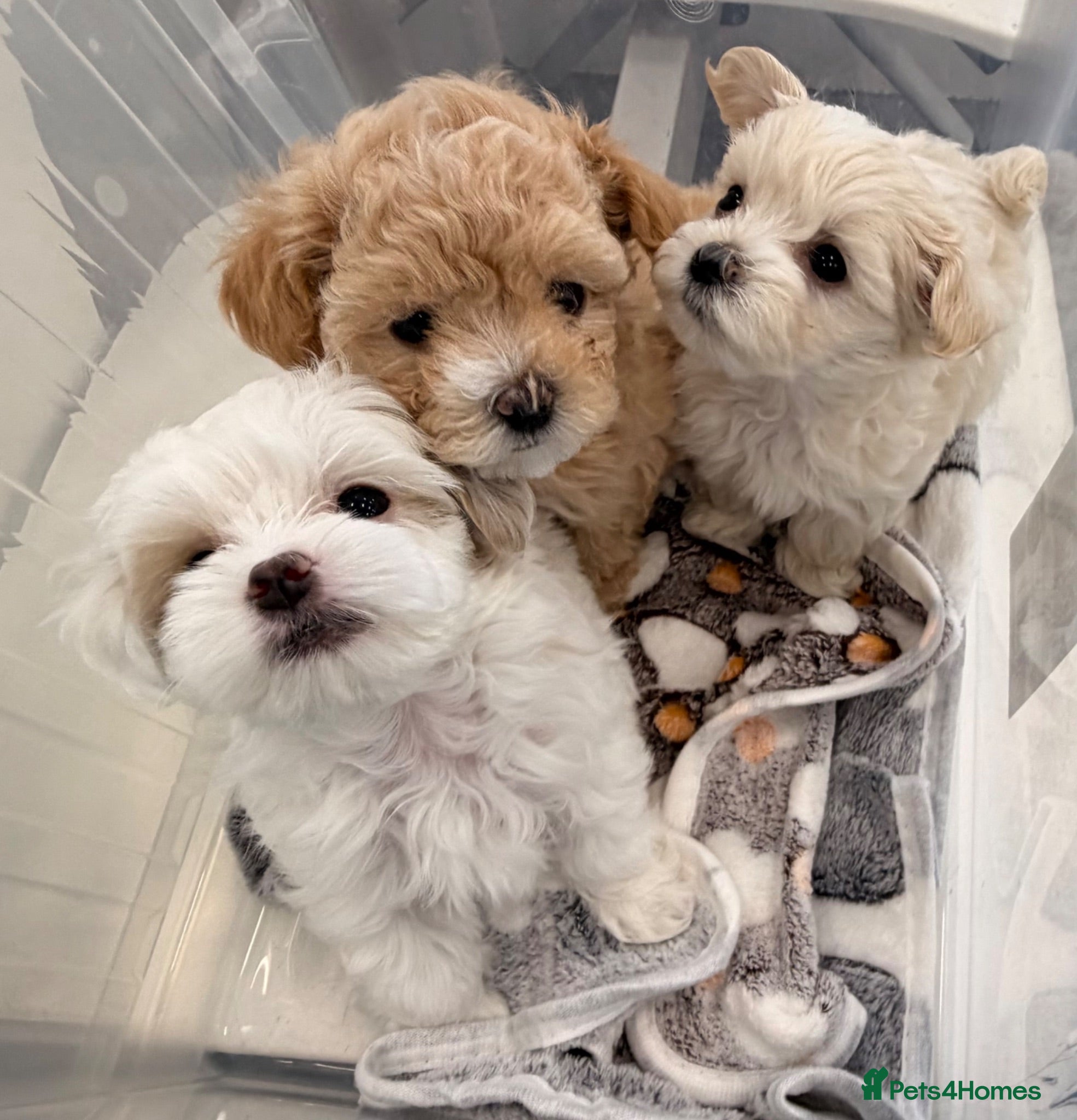 Maltipoo dogs for sale: Maltipoo F2 READY TO GO‼️❌❌Small  - Advert 1
