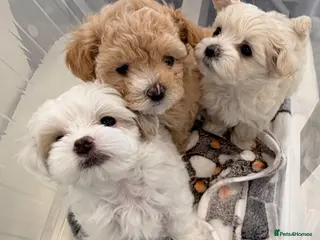 Maltipoo dogs for sale: Maltipoo F2 READY TO GO‼️❌❌Small - Advert 1