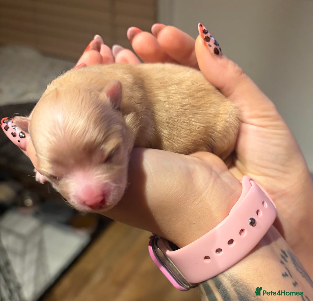 Pomeranian dogs for sale: Pomeranian puppy  - Advert 4