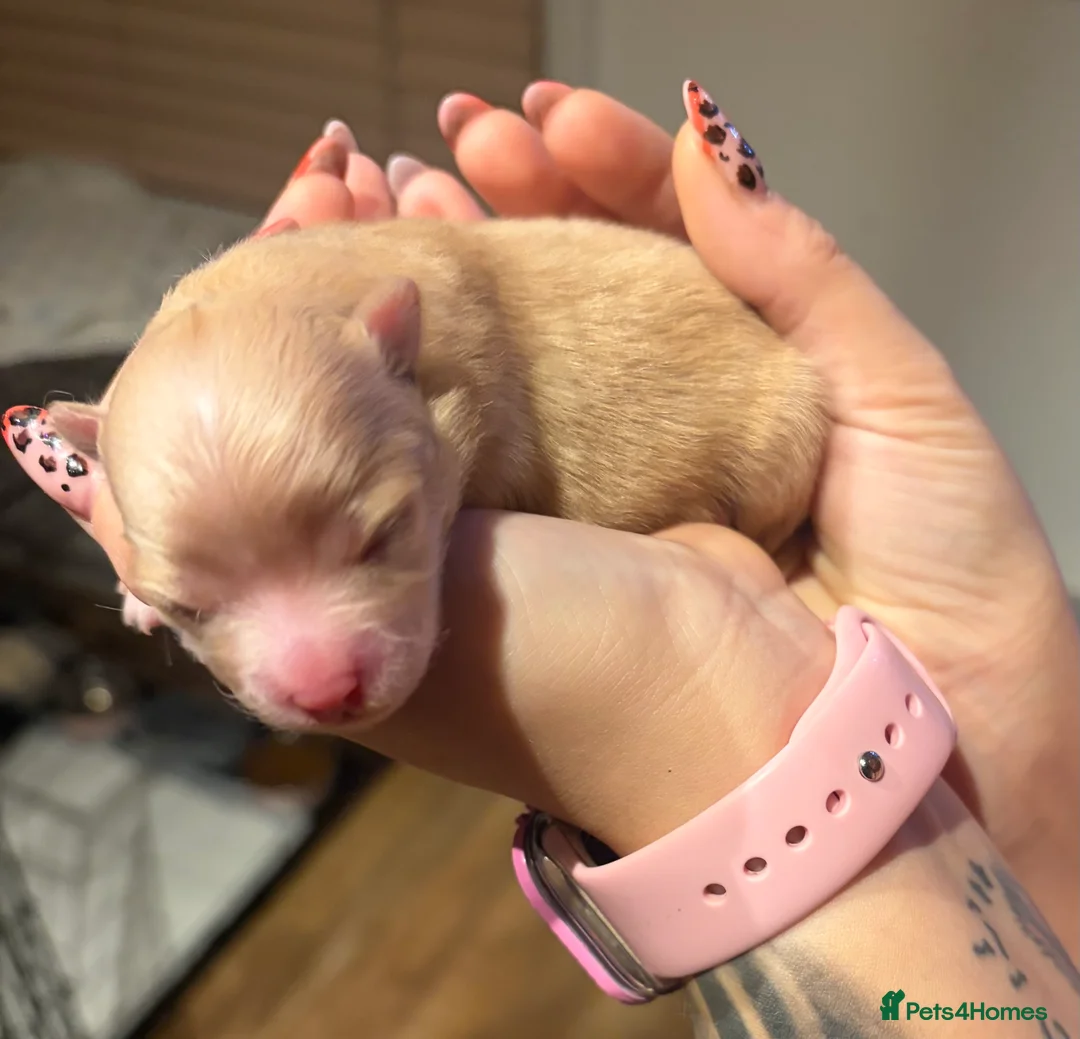 Pomeranian dogs for sale: Pomeranian puppy  - Advert 2