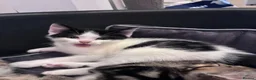 Mixed Breed cats for sale:  Adorable Kittens Looking for Their Forever Homes - Advert 20