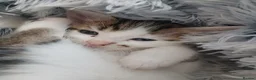 Mixed Breed cats for sale: Beautiful kittens - Advert 14