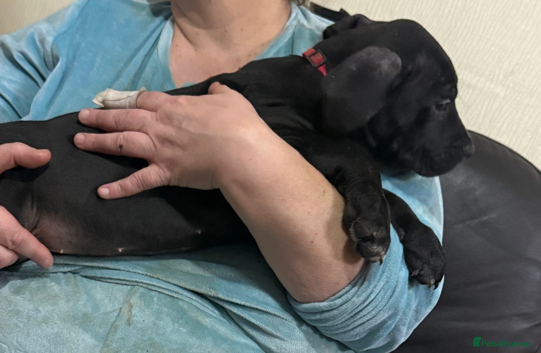 Mixed Breed dogs for sale: Cane corso cross puppies - Advert 9