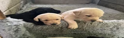 Labrador Retriever dogs for sale: Outstanding pedigree Labrador puppies in Faversham - Advert 8